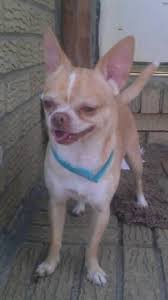 Craigslist (stylized as craigslist) is an american classified advertisements website with sections devoted to jobs, housing, for sale, items wanted on august 1, 2004, craigslist began charging $25 to post job openings on the new york and los angeles pages. Craigslist Puppies For Sale Ny