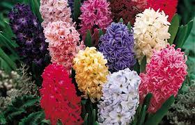 Afrika menekşesinin pembe, mor ve beyazın her tonunda çiçekleri vardır. Rengarenk Halleri Birbirinden Guzel Hikayeleriyle 13 Unlu Kis Cicegi Listelist Com