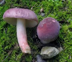 Image result for Russula mariae