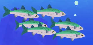 The flathead grey mullet (mugil cephalus) is an important food fish species in the mullet family mugilidae. Flathead Grey Mullet Wild Kratts Wiki Fandom