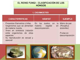 Resultado de imagen para el reino fungi
