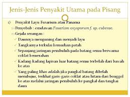 Penyakit garis kuning pada daun. Ketahanan Penyakit Pada Tanaman Pisang Rizki Ramadhani 0810480085