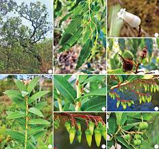 Image result for Agarista