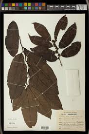 Image result for Bridelia duvigneaudii