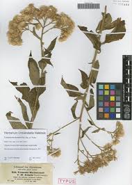 Image result for Vernonia hochstetteri