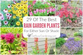 Plants for shade & part shade. 29 Rain Garden Plants For Sun Or Shade Get Busy Gardening