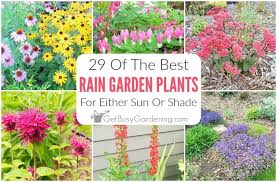 Large, showy perennials with a long season of interest make the best foundation perennials. 29 Rain Garden Plants For Sun Or Shade Get Busy Gardening