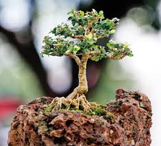 Bonding With Bonsai The Sunday Times Sri Lanka