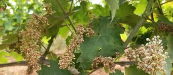 Image result for peronospora grapevine