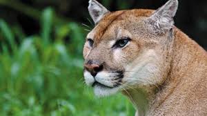We did not find results for: Wildlife Officials Request A Federal Review Of Florida Panther S Endangered Status