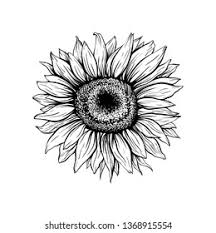 Timeless kitchen design elements clipart sunflower. Stock Photo And Image Portfolio By Ilonitta Shutterstock