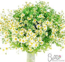 Fever Few Chamomile Flower Chamomile Flowers Flowers Simple Flowers
