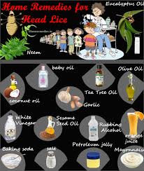 Combine one teaspoon of tea tree oil, one ounce of normal cleanser, and three tablespoons of coconut or olive oil. Remove Lice In Hair With These Home Remedies Anti Lice Treatments To Kill Head Lice Nits Permanently Natural Ways To Ge Head Lice Remedy Head Louse Lice Eggs