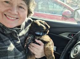 I am long term fostering an 8 week GS mix. He weighs a bit over 6 lbs. No  info