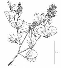 Image result for Fabaceae subfamily Papilionoideae