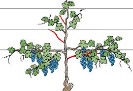 Weinreben Schneiden Mein Schoner Garten