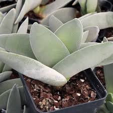Image result for Crassula perfoliata