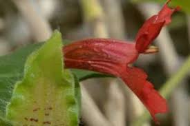 Image result for Petalidium bracteatum