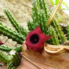 Image result for Huernia leachii