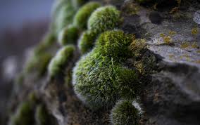 Image result for Reference Biography Moss