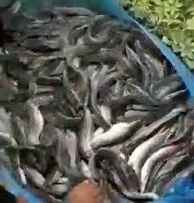 image result for magur fish fish vegetables cabbage