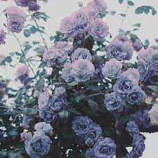 Photo Flower Aesthetic Lavender Aesthetic Purple Aesthetic