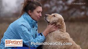 Available puppies at petland chillicothe in ohio. Buy Puppies Premium Pets Supplies Petland Iowa City Pet Store
