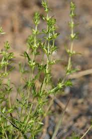 Image result for Anthospermum