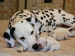 This distinct breed thrives off of vigorous and intense activity. Our Dalmatians At Home Caprilli Dalmatians