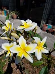 Frangipani In Bloom And Smelling Wonderful Plants Frangipani Flowers