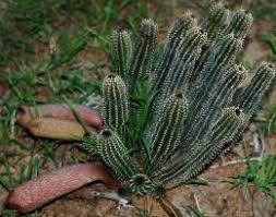 Image result for Tavaresia