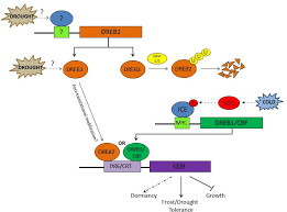 Cbf tv is official ott platform of cyprus basketball. Analysis Of The Vitis C Repeat Binding Factor Cbf Genes And Their Potential Roles In Both The Cbf And Stomatal Development Pathways Semantic Scholar