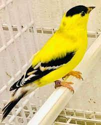 La Star Du Chant D Oiseaux نجم الطيور المغردة Le Chardonneret Le Plus Beau Oiseau الحسون أجمل طير ماشاء الله H Jilguero Canarios Avicultura