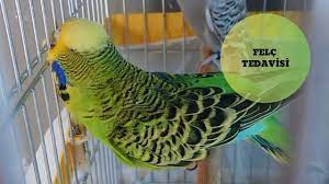 kusumuz felc oldu youtube