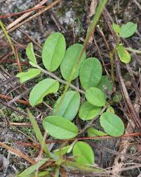 Image result for Crotalaria minutissima