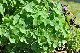 Image result for Tropaeolaceae