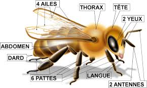 Schema Abeille Abeille Theme Abeille Insectes