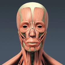 3d Model Of Human Muscular System And Skeleton Anatomy Human Muscular System Cartoon Character Tattoos Face Muscles Anatomy