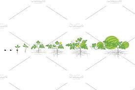 We did not find results for: Growth Stages Of Watermelon Plant Watermelon Plant Plant Growth Plants