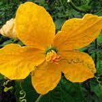 Image result for Cogniauxia