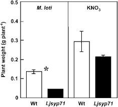 Effect Of Potassium Nitrate On Growth Of The Wild Type Wt Miyakojima Download Scientific Diagram