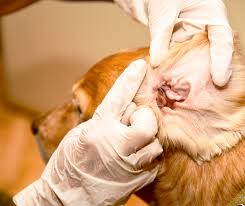 The more you clean your dog's ears, the less likely they'll be. Dog Ear Health Archives Crittear