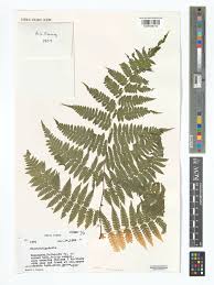 Image result for Deparia boryana