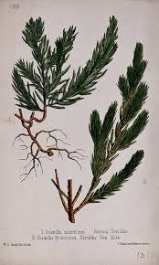 Image result for Suaeda articulata