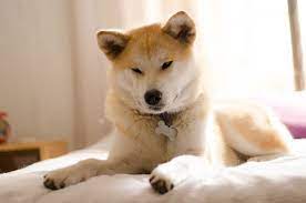 Most Expensive Dog Breeds Here Are The Pups With The Highest Price Tag Japanese Dogs Dog Names Akita Dog
