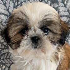 We did not find results for: Shih Tzu Puppies Heavenly Puppies