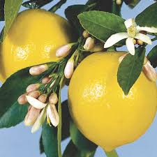Image result for Citrus × limon