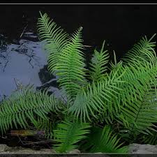 Image result for Pteris vittata