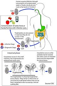 Image result for Gastrodia rwandensis