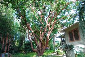 Long leaves, with lightly toothed margins. Great Design Plant Arbutus Marina